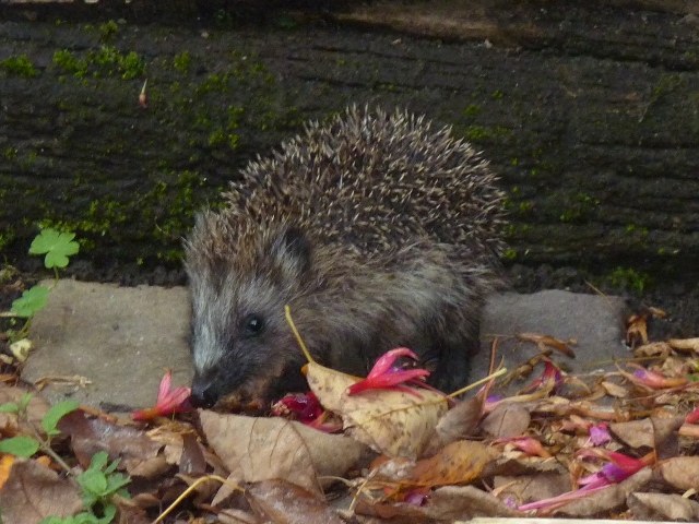 Een egel in de tuin. Natuurvereniging IJsselmonde